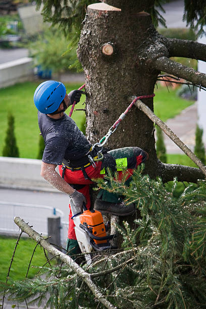 How Our Tree Care Process Works  in Ball Pond, CT